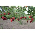 Rubus fruticosus x R. idaeus  -  Muroise Tayberry