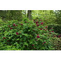 Rubus spectabilis - Ronce ornementale