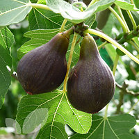 Ficus carica - Figuier autofertile