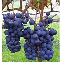 Vitis vinifera - Raisin noir