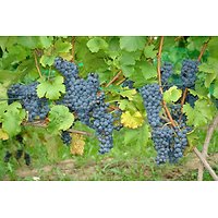 Vitis vinifera - Raisin noir