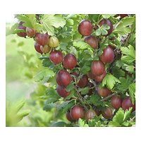 Ribes uva-crispa - Groseillier à maqureaux rouge