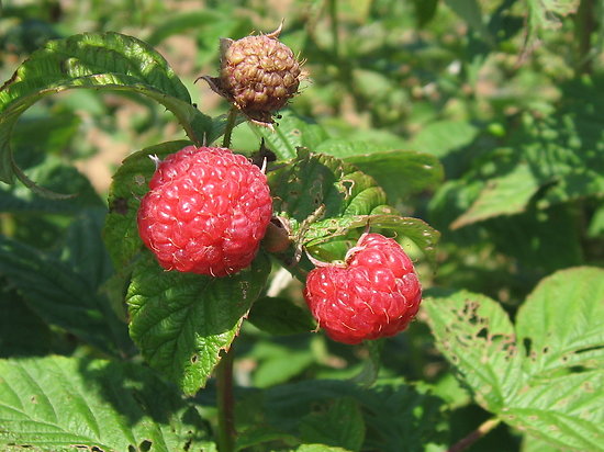 Rubus idaeus - Framboisier rouge