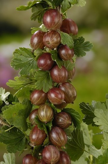 Ribes uva-crispa - Groseillier à maquereau
