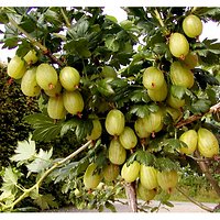 Ribes uva-crispa - Groseillier à maquereau vert