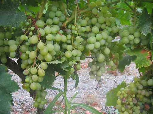 Vitis vinifera - Raisin blanc