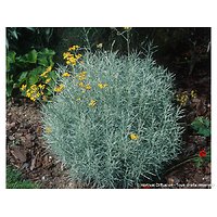 Helicrysum italicum - Immortelle d'Italie - "Curry"