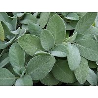 Salvia officinalis - Sauge officinale