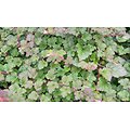 Rubus tricolor x calycinoïdes  - Ronce couvre-sol