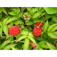 Rubus illecebrosus - Framboisier-Fraise japonais