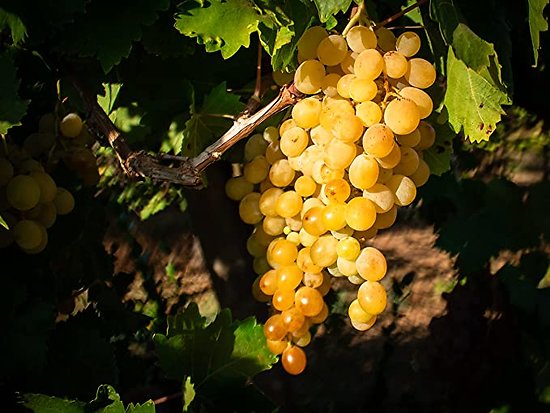 Vitis vinifera -  Vigne à raisins jaunes