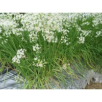 Allium tuberosum - Ciboule de Chine 