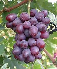 Vitis vinifera - Raisin rouge