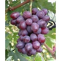 Vitis vinifera - Raisin rouge