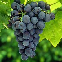 Vitis vinifera - Raisin Rouge