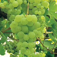 Vitis vinifera - Raisin blanc sans pépin