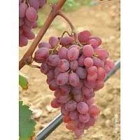 Vitis vinifera - Raisin rose