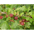 Ribes uva-crispa - Groseille à maquereaux