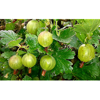 Ribes uva-crispa - Groseille à maquereaux