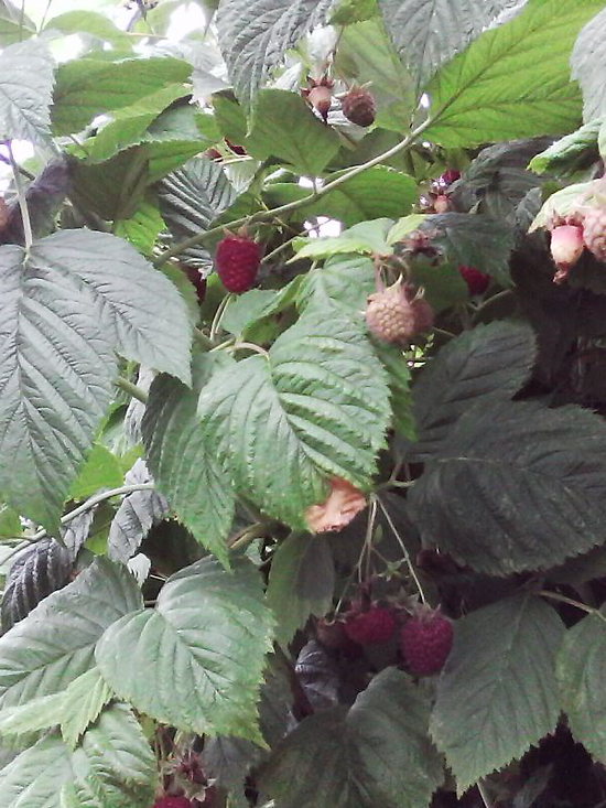 Rubus idaeus - Framboisier rouge