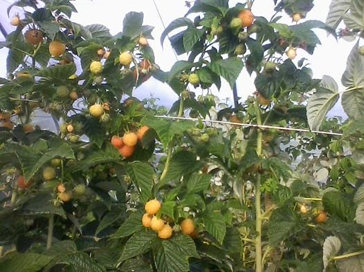 Rubus idaeus - Framboisier jaune