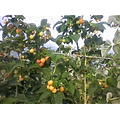 Rubus idaeus - Framboisier jaune