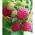 Rubus idaeus - Framboiser rouge