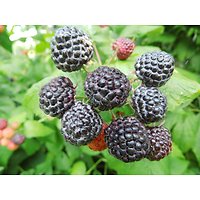 Rubus occidentalis - Ronce à framboises noires
