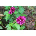 Rubus spectabilis - Ronce ornementale