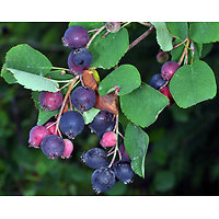 Amelanchier alnifolia -  Amelanchier à gros fruits