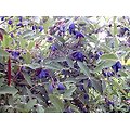 Lonicera caerulea - Camerisier - Baie de Mai