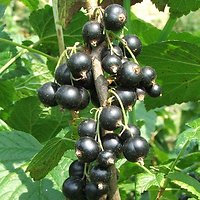 Ribes nigrum - Cassissier