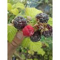 Rubus x neglectus - Framboises pourpres