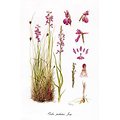 Orchideceae Belgicae 5