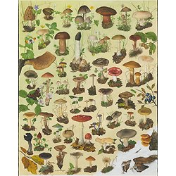 Poster - paddenstoelen