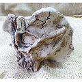 Pot sculpture (crâne) pour bonsaï mame, cactus succulent, caudex ou décoration